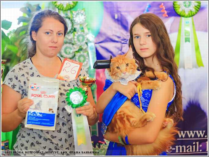 Клуб кошек Волгоград